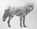 Desert Coyote