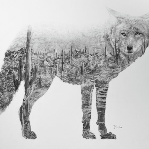 Desert Coyote