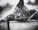 Kitten