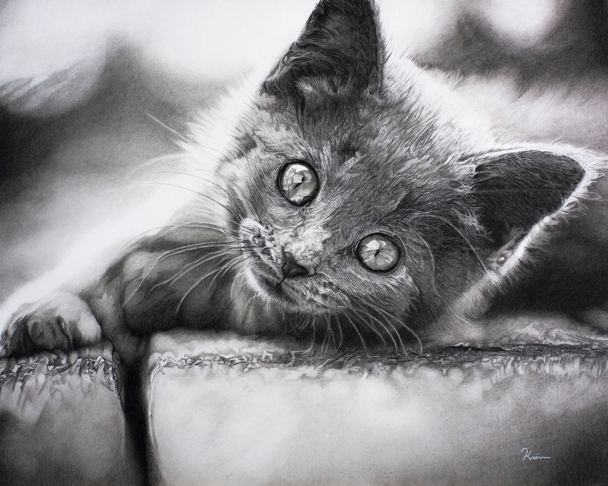 Kitten
