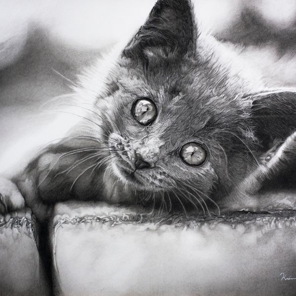 Kitten