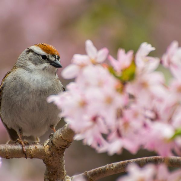 His Eye Is On The Sparrow (Piano Solo)