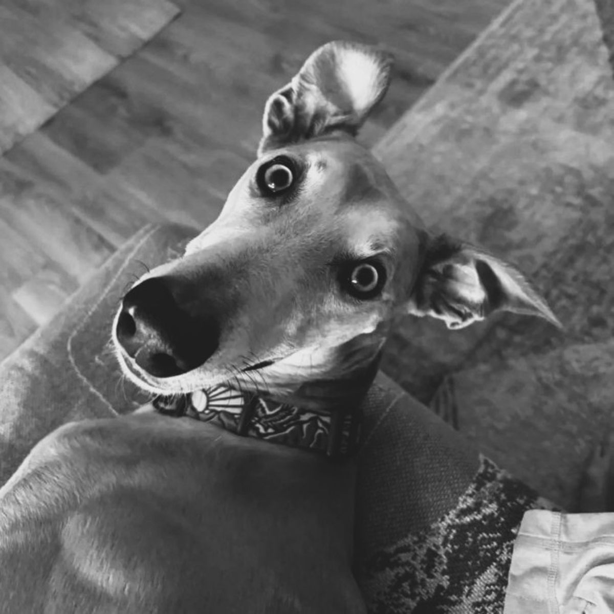GREYHOUNDS (BASIC)
