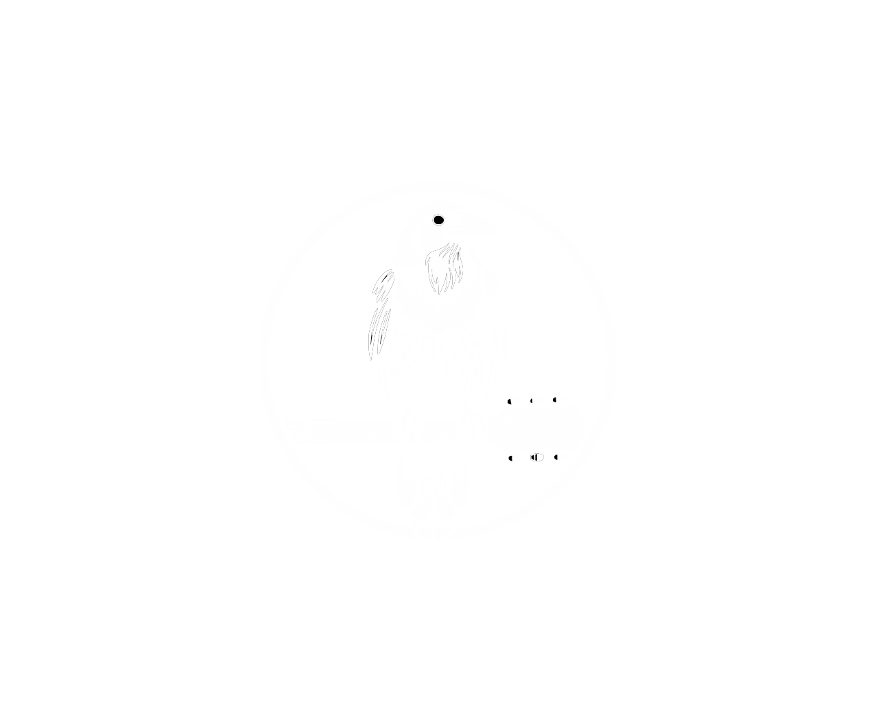 The Ravens