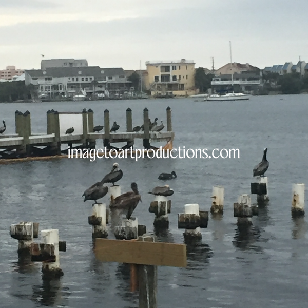 Ocean Birds!