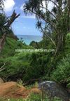 Hawaii Vegetation