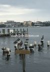 Ocean Birds