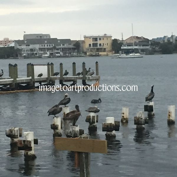 Ocean Birds