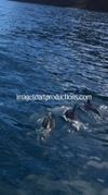 Dolphin Trio!