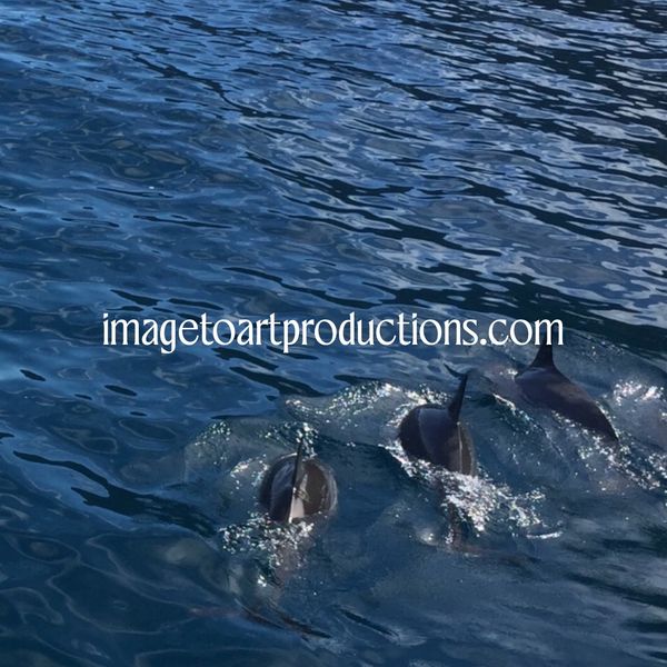 Dolphin Trio!