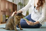 Inaba Grain Free Tube Treat ,"Kitty crack