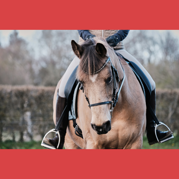 Sleep Hyposis for Riding Competition Confidence