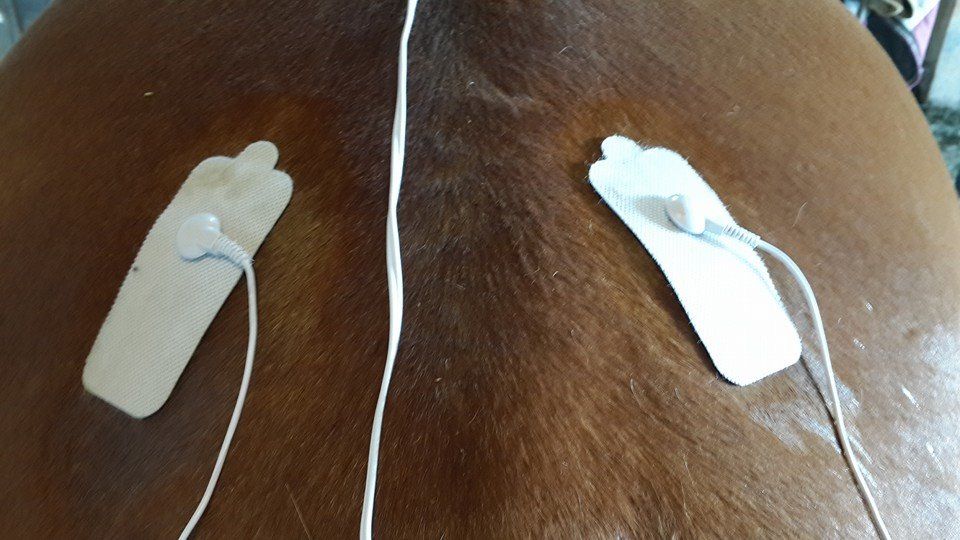 Acupulse large pads