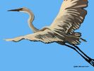 Great Egret Flying