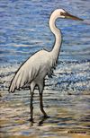 Great Egret
