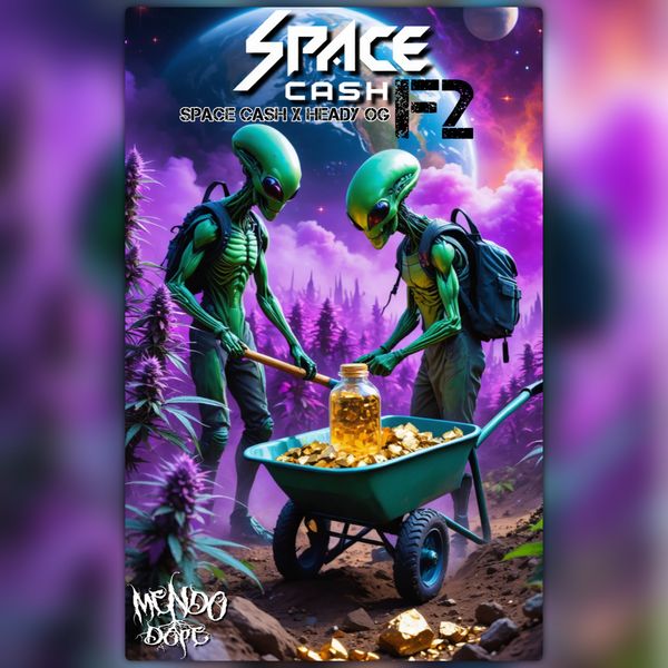 Space Cash Bx1 - 10 Collectibles