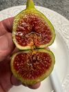 Strawberry Crunch Fig Cutting 12"