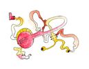 Bumper Crop - Watercolor Banjocolor Print