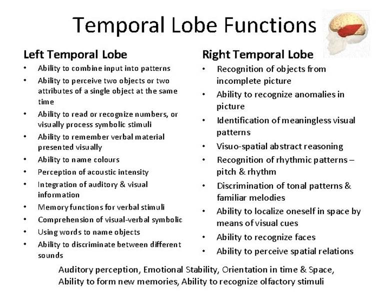 The Four Lobes Occipital Lobe Structure The two