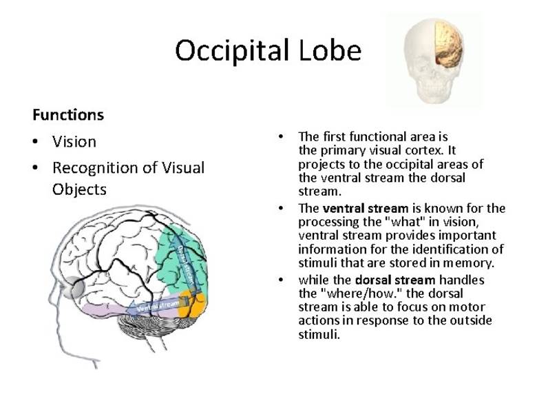 The Four Lobes Occipital Lobe Structure The two