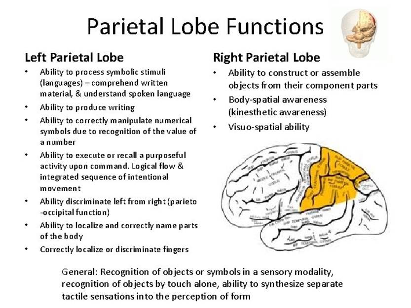 The Four Lobes Occipital Lobe Structure The two