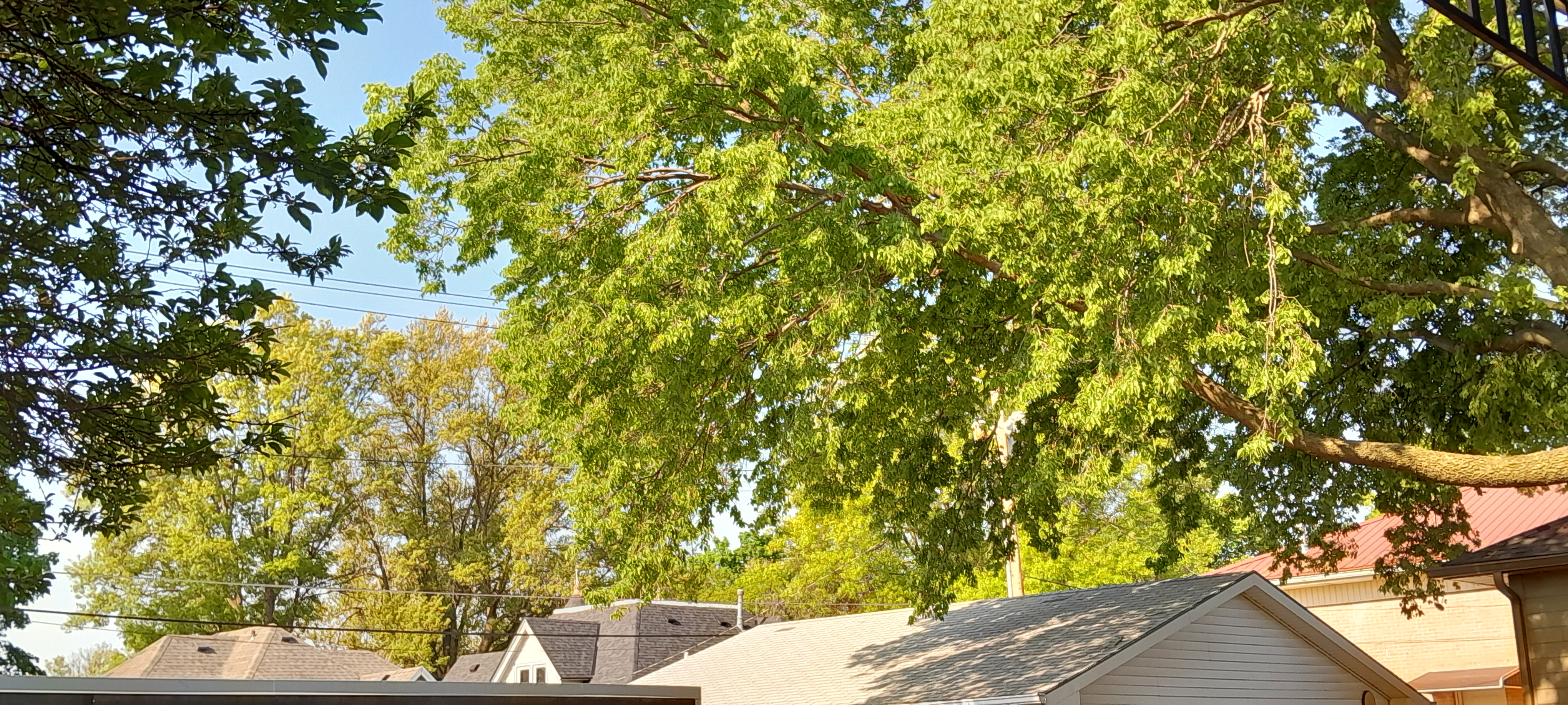 roof and treetops - Nebraska City, Nebraska