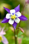 $27 Online Renewal Membership In Columbine Poets