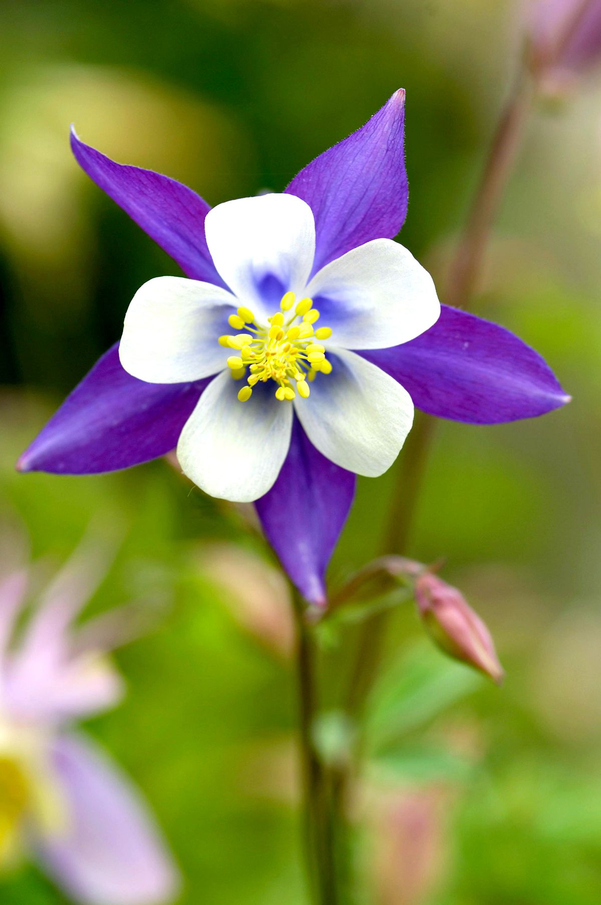 $27 Online Renewal Membership In Columbine Poets