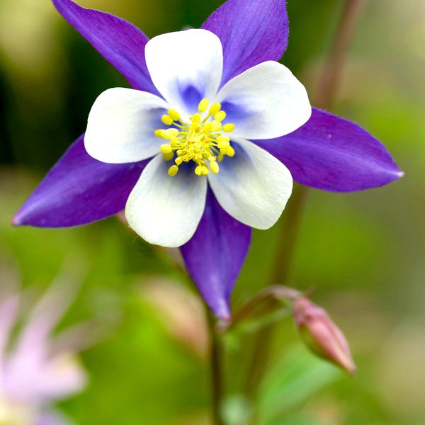 $27 Online Renewal Membership In Columbine Poets