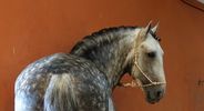MP3 MUSIC DOWNLOAD "Noble stallion"