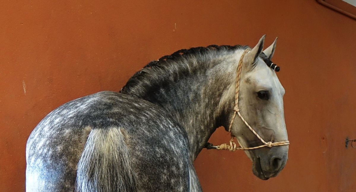 MP3 MUSIC DOWNLOAD "Noble stallion"
