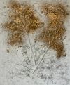 Golden Blossom / Sold