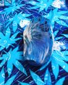 Kush Family's Liquid Blue Bundle Package