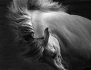 MP3 MUSIC DOWNLOAD "Noble stallion"