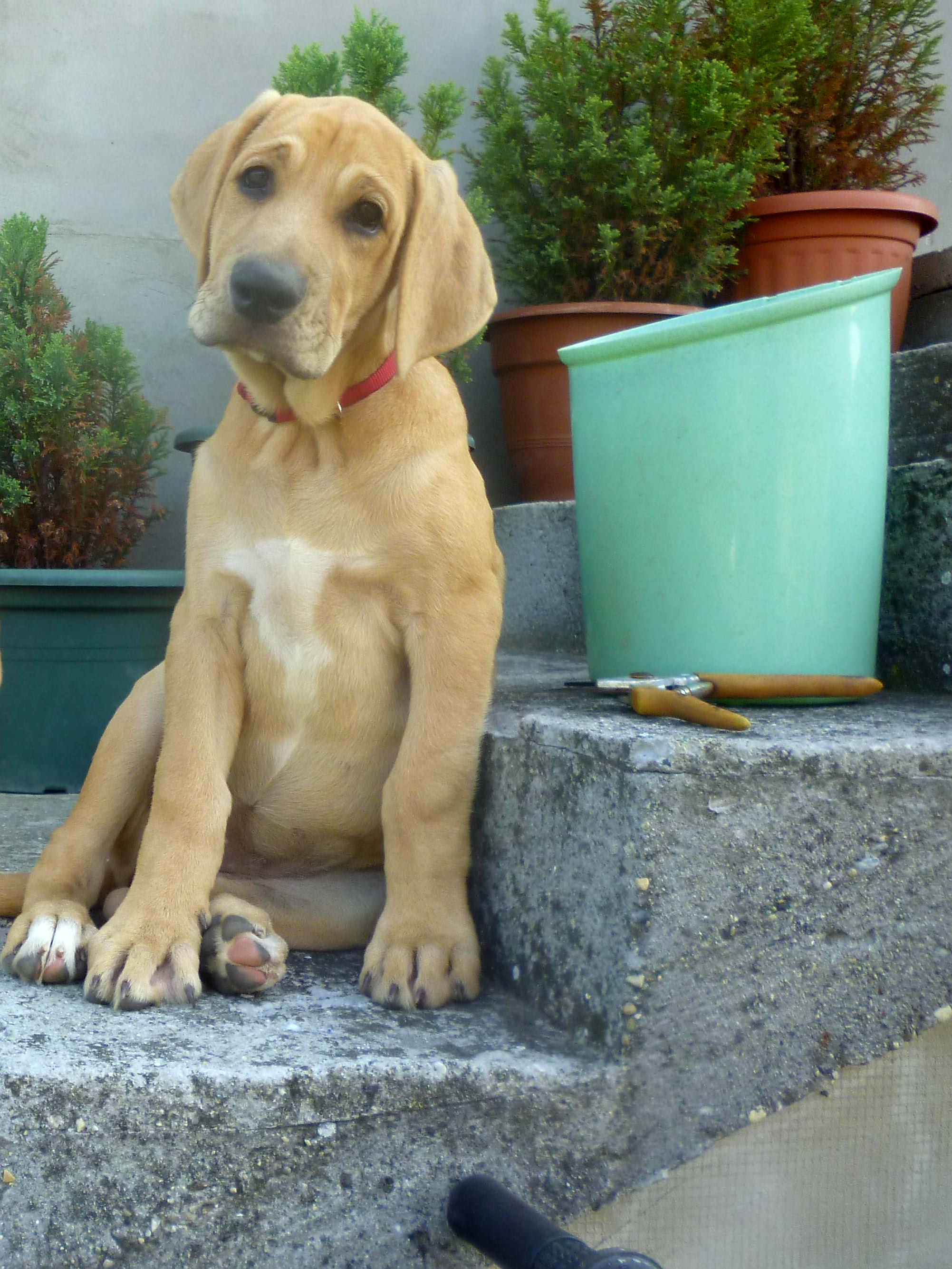 Broholmer puppy sitting on a cement stair