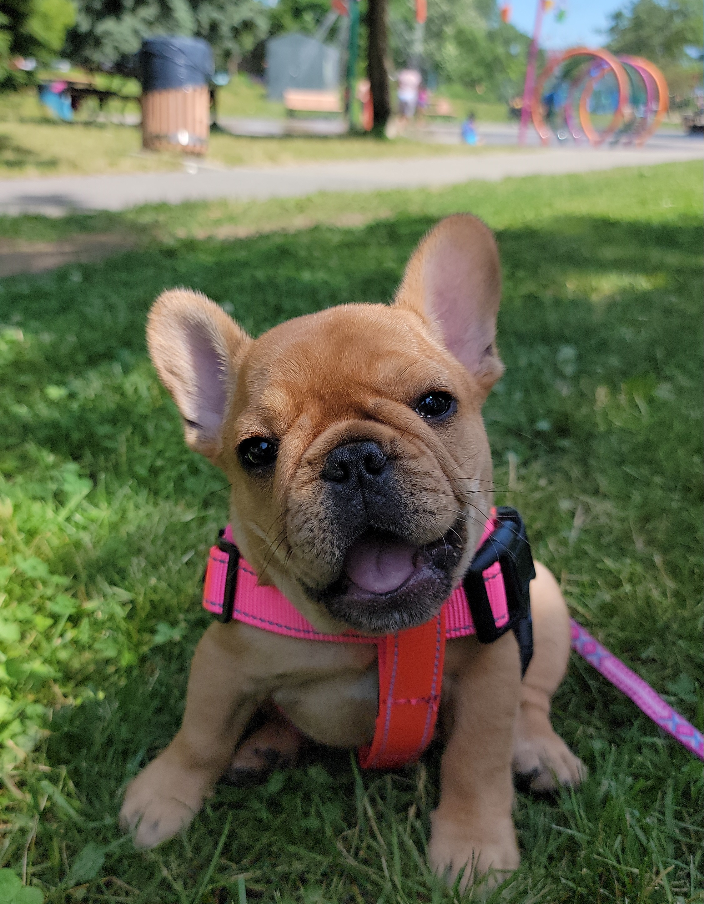 French bulldog puupy in a harness witting in the grass in a park during group puppy class