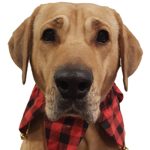 Broholmer dog breed head