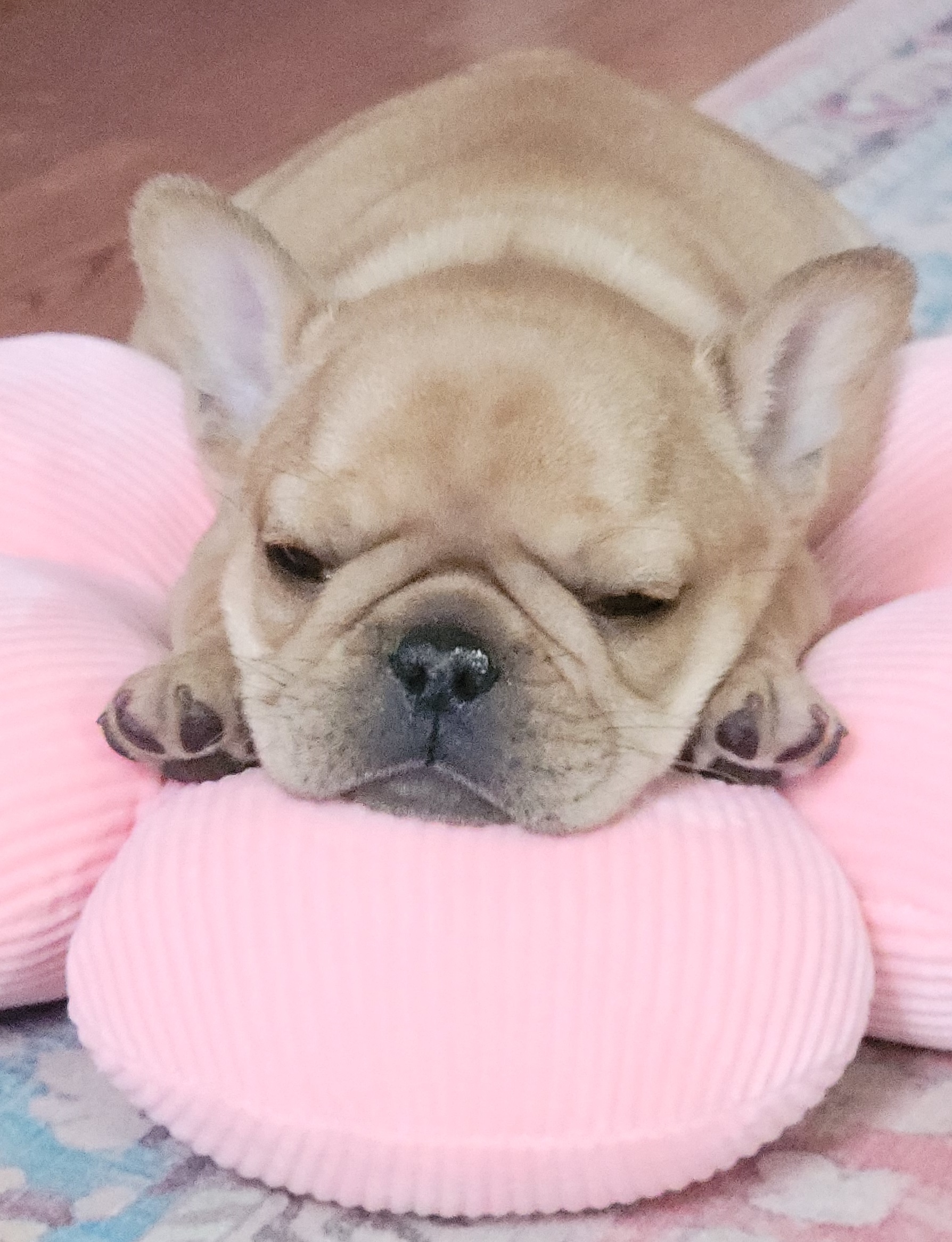 French bulldog puppy sleeping on a pink daisy pillow