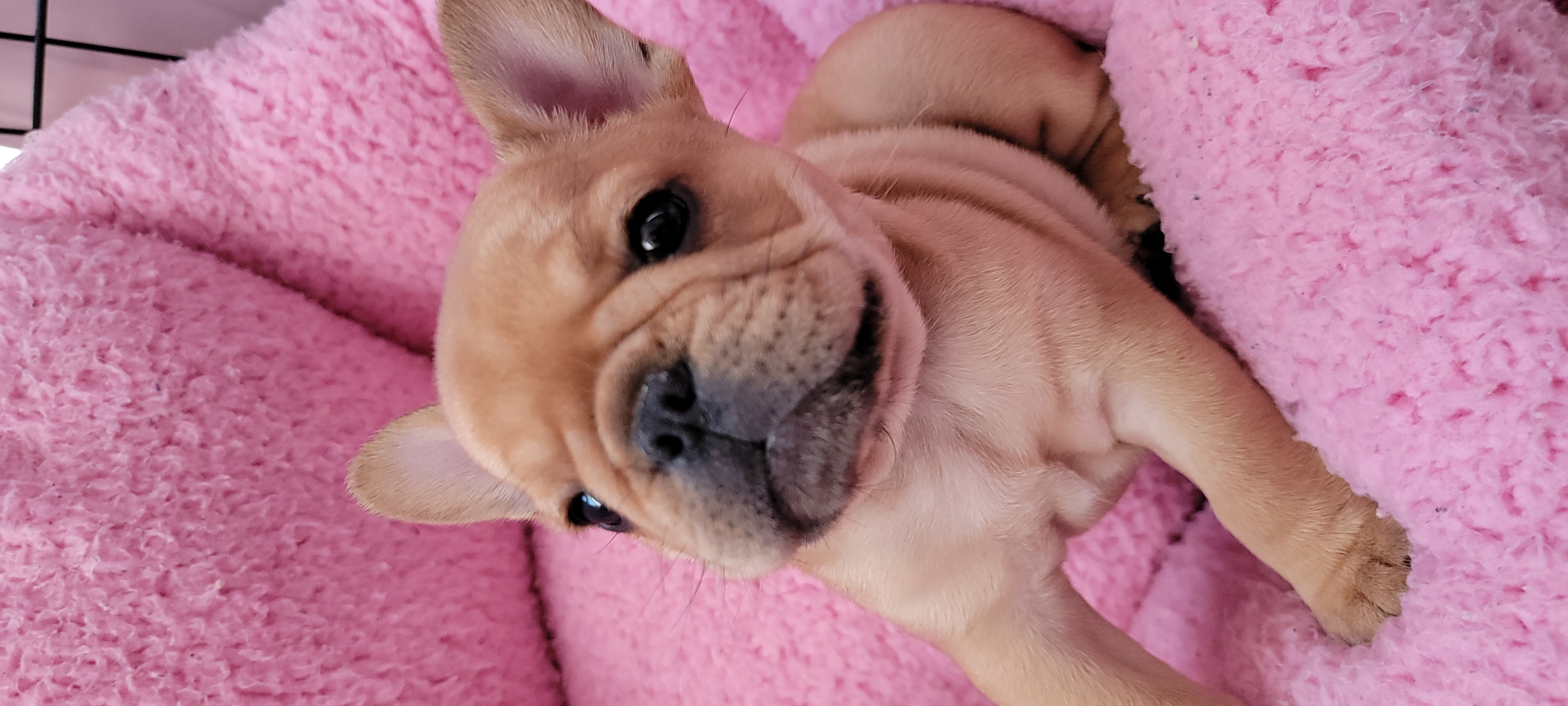 French bulldog puppy sleeping in a pink pillow