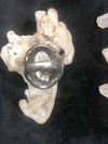 Lapis Ohm Ring