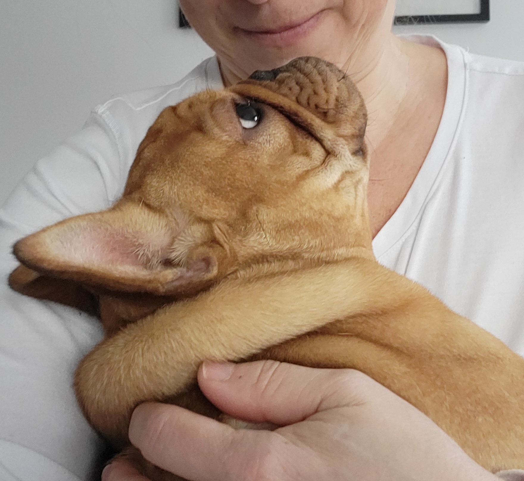 French bulldog in owner's arms staring into the human's eyes