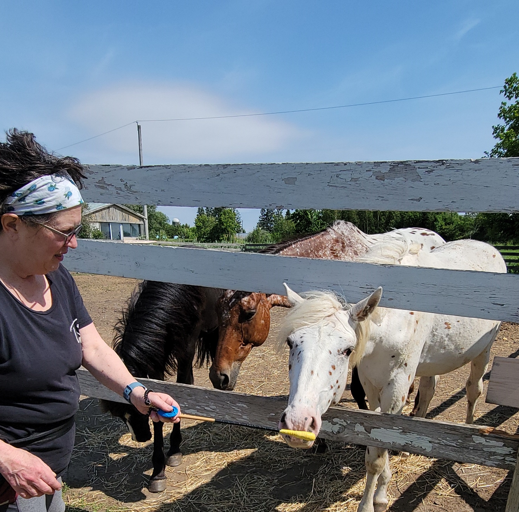 Horse trainer working with three horses at once on cognition training