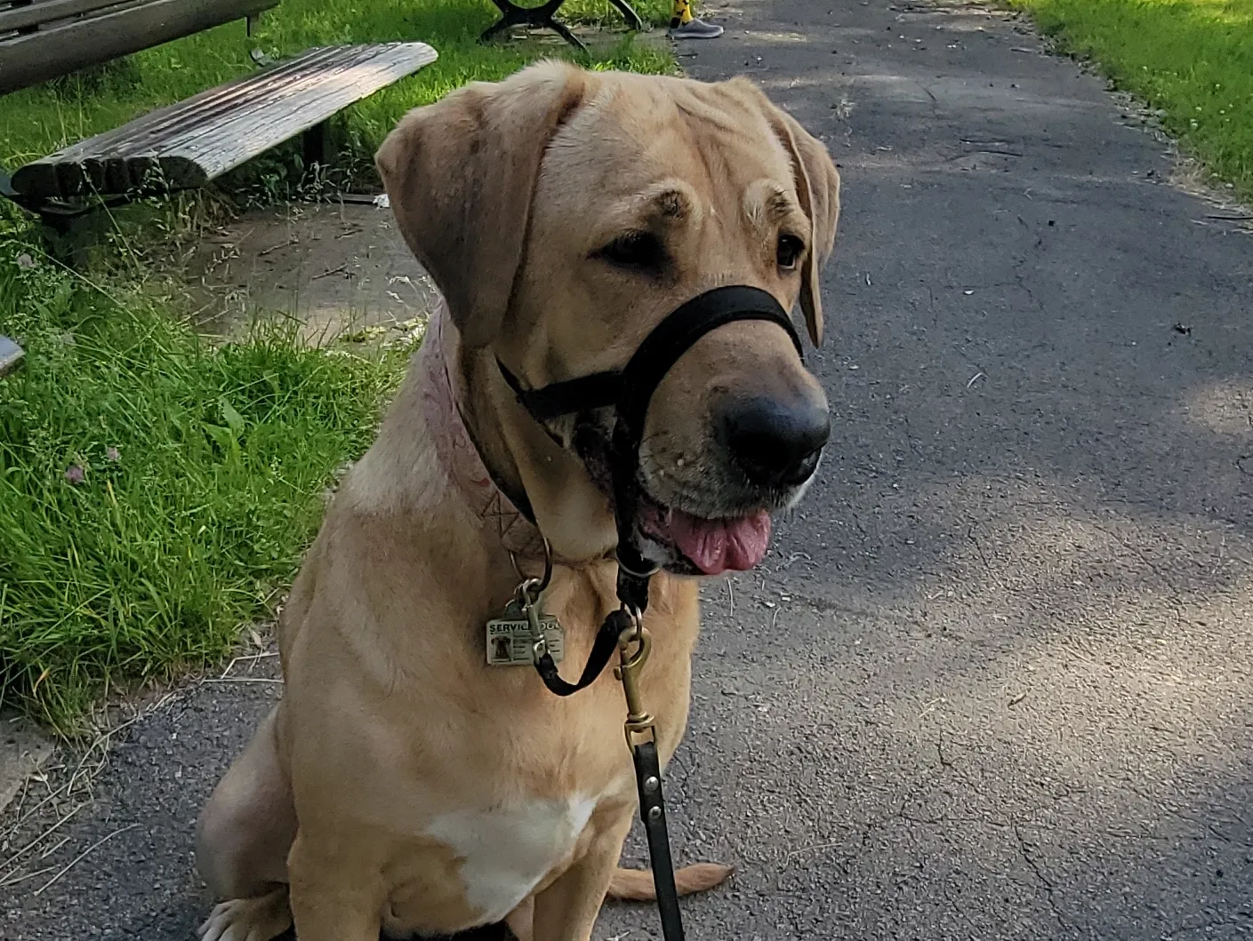 Broholmer dog sittinh in a park wearing a head halter
