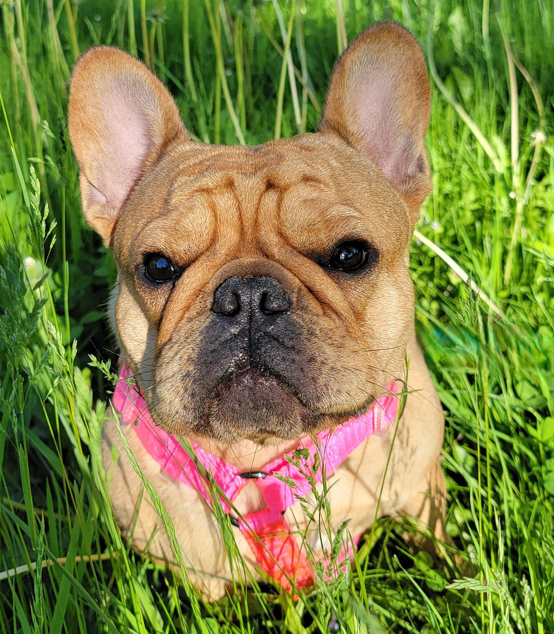 French bulldog sitting in the grass in a bright pink harness