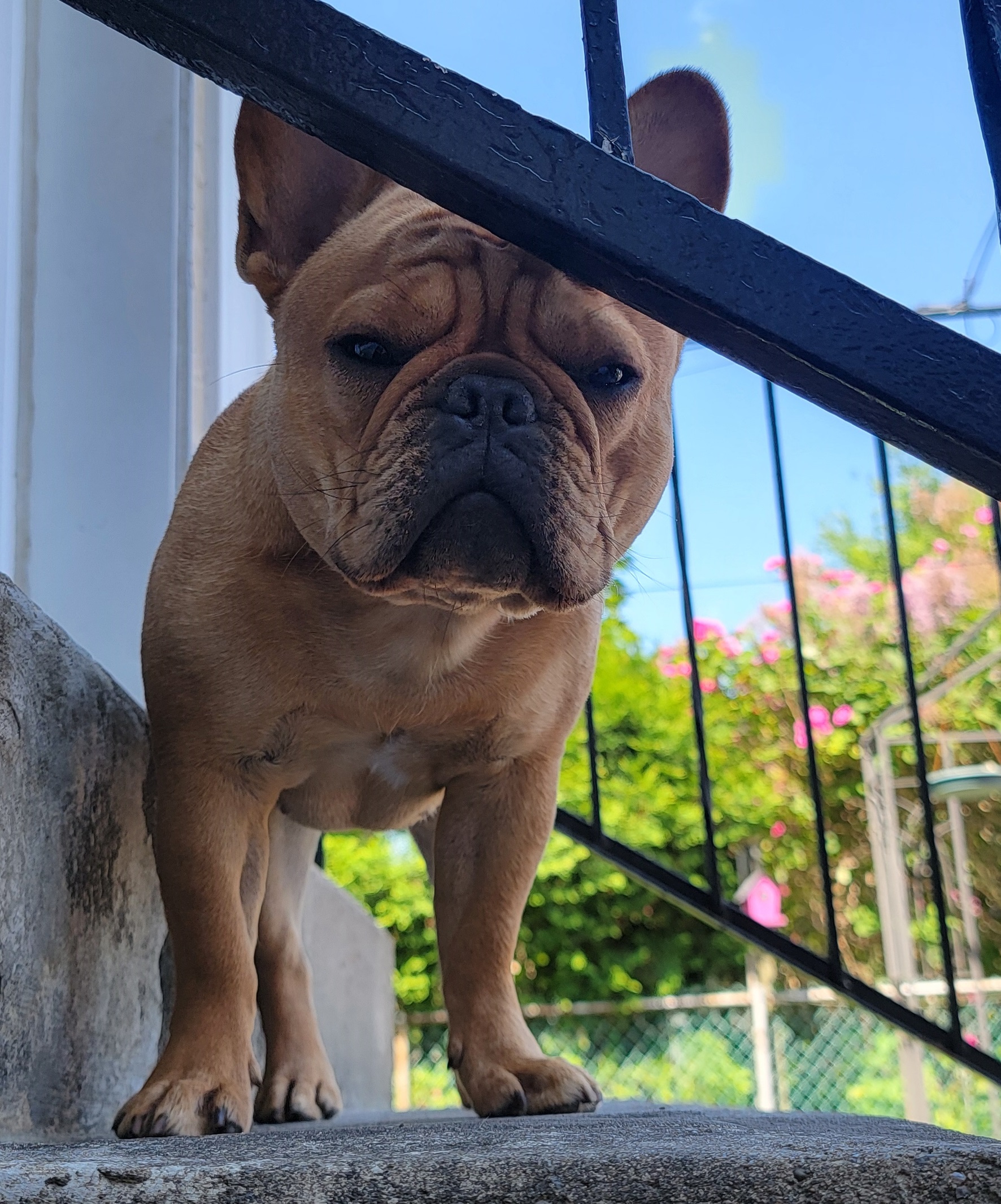 French bulldog looking down through a stair guard with a blue sky in the background