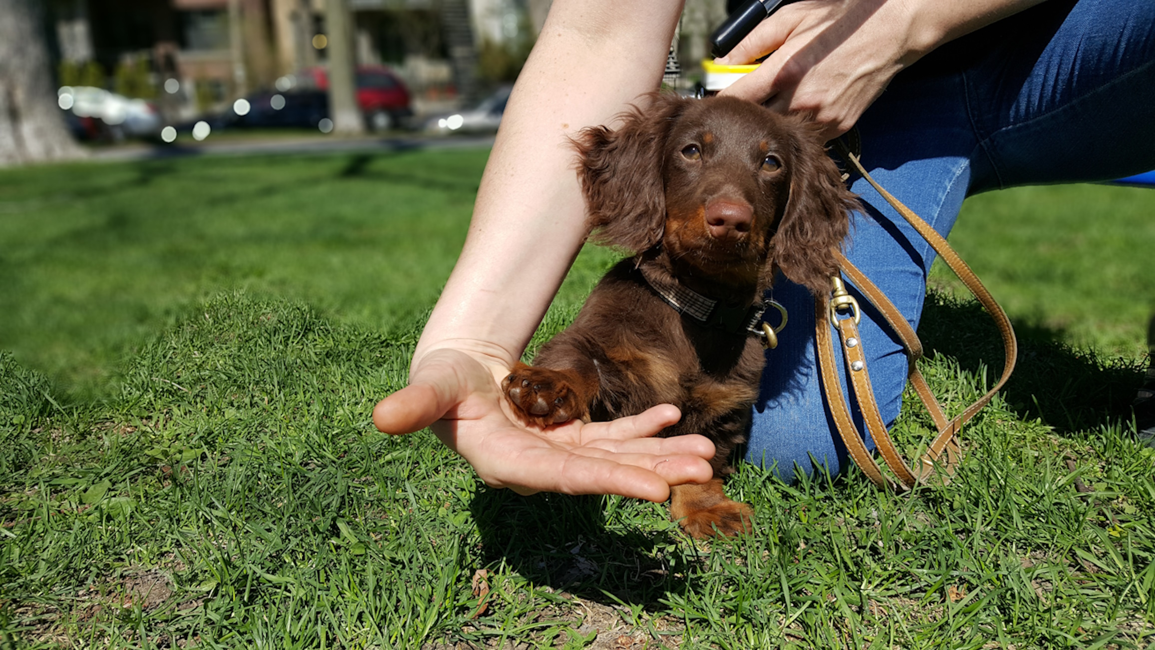 dog training a teckel to touch a hand