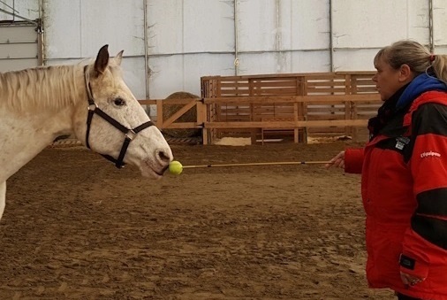 Horse target training with a student during SCAT training at the Dogue Academy