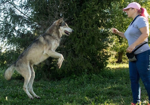 Gaby Dufresne-Cyr training a wolf to jump backwards