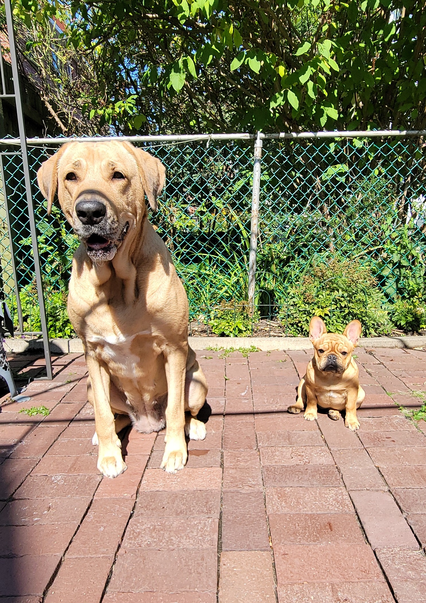 BRoholmer adult dog and French bulldog puppy sitting in a backyard on red brick pavement