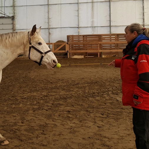 Horse target training during the professional dog certification course
